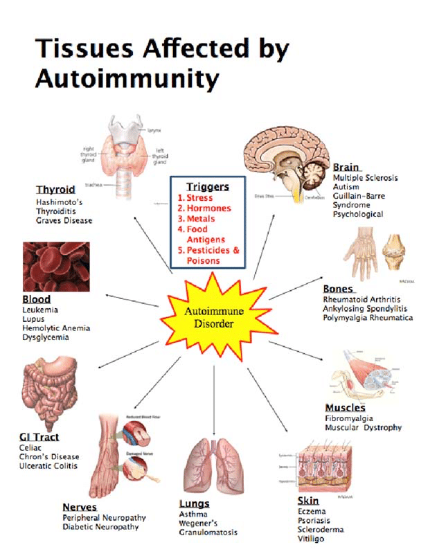 tissues affected by auto immunes