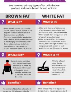 brown fat vs white fat