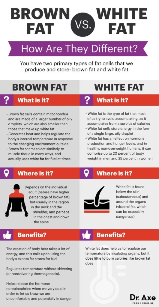 brown-fat-vs-white-fat-530x1024.jpg