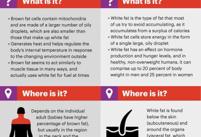 brown fat vs white fat