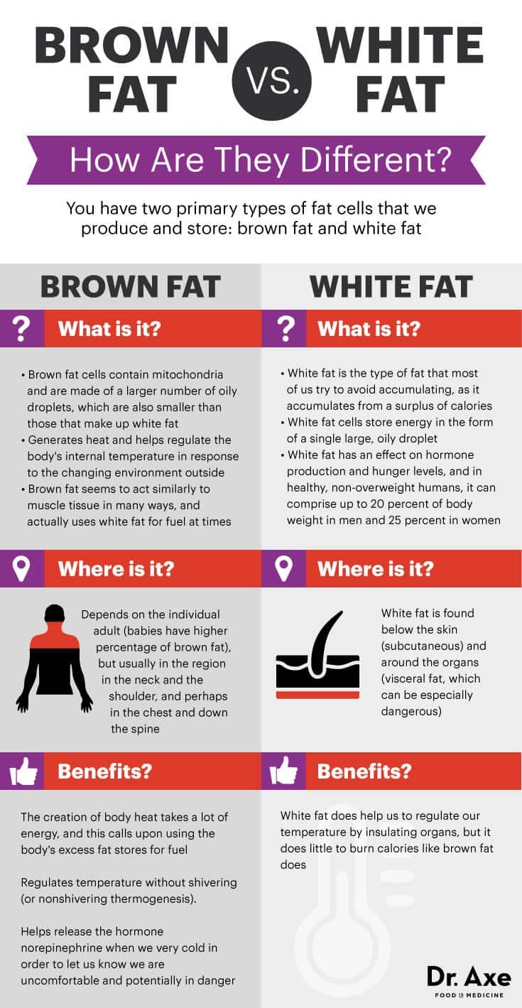 Brown Fat Vs White Fat
