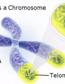 telomere graphic